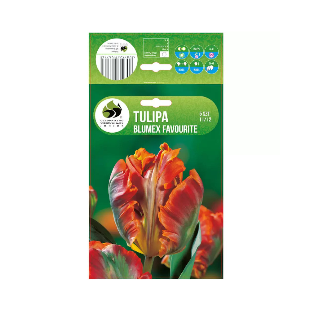 Cibuľovina TULIPÁN BLUMEX 5 ks